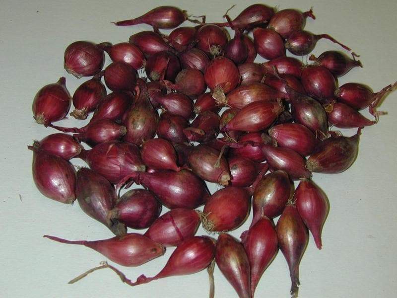 10 Shallot Sets Red OR Yellow,Perennial( Bulb) Plant spring or fall, Garden Vegetable - Caribbeangardenseed