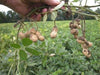 Spanish Peanut Seeds,( Arachis hypogaea) 100 Seeds - Organic Untreated Seeds - Caribbeangardenseed