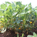 Spanish Peanut Seeds,( Arachis hypogaea) 100 Seeds - Organic Untreated Seeds - Caribbeangardenseed