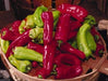 'CUBANELLE' Sweet Pepper Seeds - Capsicum annuum ! - Caribbeangardenseed