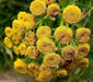 TANSY SEEDS~Chrysanthemum Vulgare-PERENNIAL HERB - Caribbeangardenseed