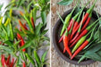 THAI RED HOT CHILI PEPPER,,Chili, Hot,Heirloom pepper - Caribbeangardenseed
