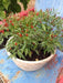 Thai Sun Hot Pepper -10 Seeds,Capsicum annuum - Caribbeangardenseed