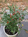 Thai Sun Hot Pepper -10 Seeds,Capsicum annuum - Caribbeangardenseed