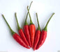 Tien Tsin Chili Pepper seeds (Capsicum annuum) asian vegetable - Caribbeangardenseed