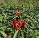 Tien Tsin Chili Pepper seeds (Capsicum annuum) asian vegetable - Caribbeangardenseed