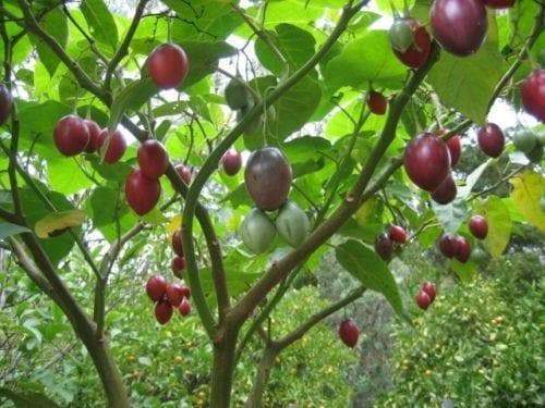 Tree Tomato Organic, NON-GMO Seeds - Caribbeangardenseed