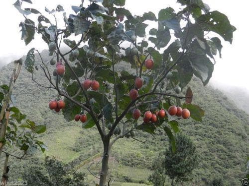Tree Tomato Organic, NON-GMO Seeds - Caribbeangardenseed