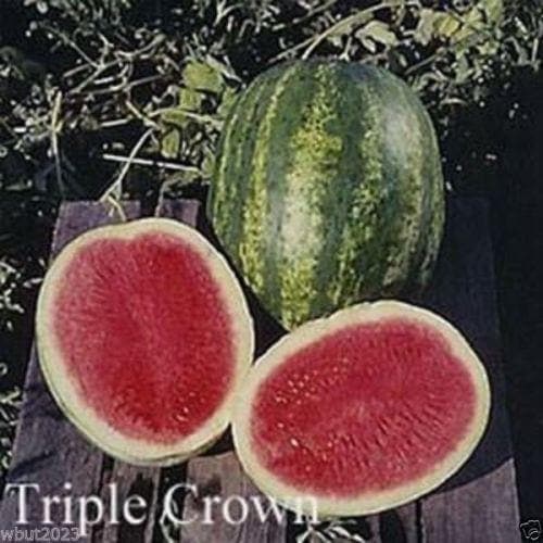 Triple Crown Hybrid Watermelon seed (Seedless) One the best-tasting red variety - Caribbeangardenseed