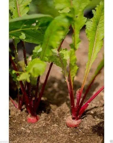 Red Round Japanese Turnip seed, asian Vegetable - Caribbeangardenseed