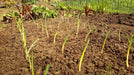 Walla Walla Onion Plants - Caribbeangardenseed