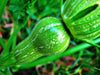 Butternut Squash Seeds - Caribbeangardenseed