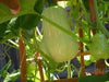 Butternut Squash Seeds - Caribbeangardenseed