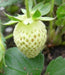 Wild Strawberry Fruit Seeds, (Fragaria Vesca) White Soul Very sweet , Perennial Vine - Caribbeangardenseed