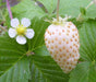 Wild Strawberry Fruit Seeds, (Fragaria Vesca) White Soul Very sweet , Perennial Vine - Caribbeangardenseed