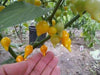 Yellow Biquinho Pepper Seeds (CAPSICUM CHINENSE) SWEET TEARDROP ! - Caribbeangardenseed