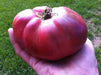 50 Heirloom Tomato Seeds - 'Brandywine Black' - Organic -Sandwiches,Salads,&More - Caribbeangardenseed