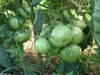 50 Heirloom Tomato Seeds - 'Brandywine Black' - Organic -Sandwiches,Salads,&More - Caribbeangardenseed