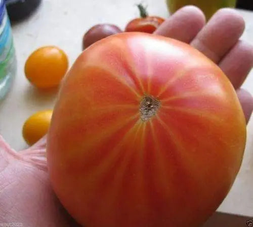 HEIRLOOM TOMATO “Mr. Stripey” (50 Seeds) Great For Sandwiches, salads,Slicing - Caribbeangardenseed