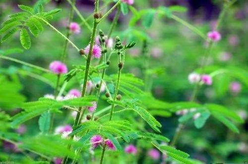 Sensitive Plant Seeds (Mimosa Pudica) Touch-Me-Not,Makes a nice house plant ! - Caribbeangardenseed