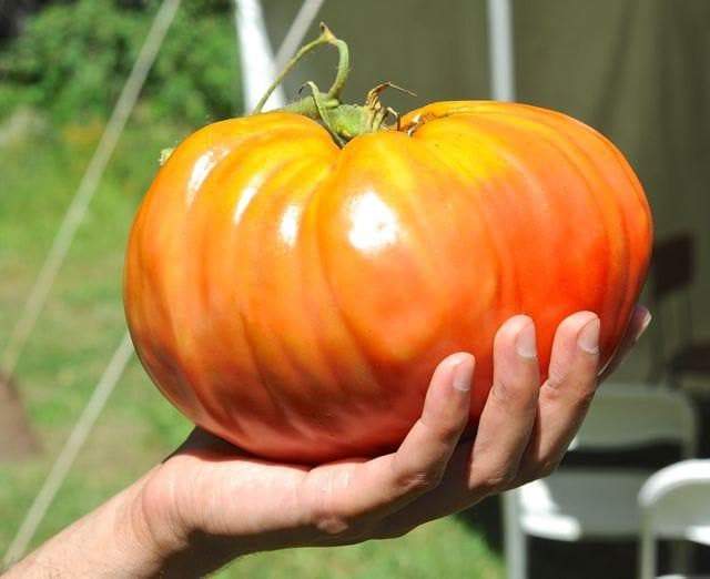 Oxheart Tomato Seeds,heirloom tomato ,Japanese Giant Tomato, asian vegetable - Caribbeangardenseed