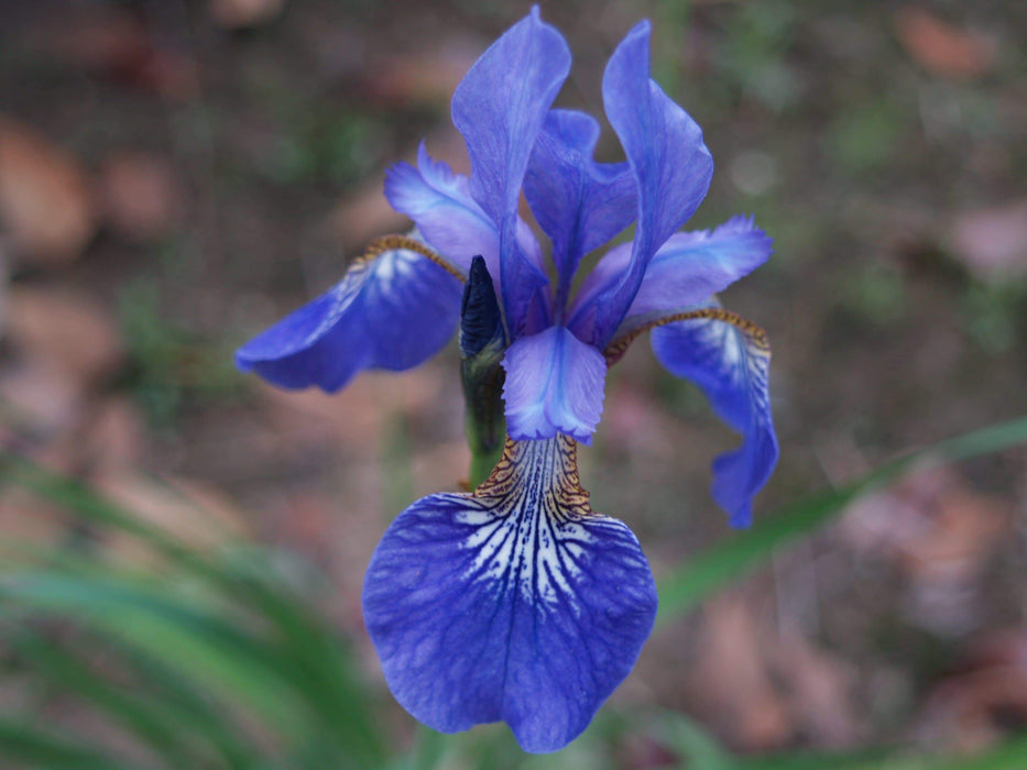 Caesar's Brother' Siberian iris ('Bareroot) ,Perennial FLOWERS - Caribbeangardenseed