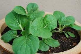 Pak Choi seeds ,bok choy or Chinese white cabbage, Asian Vegetable - Caribbeangardenseed