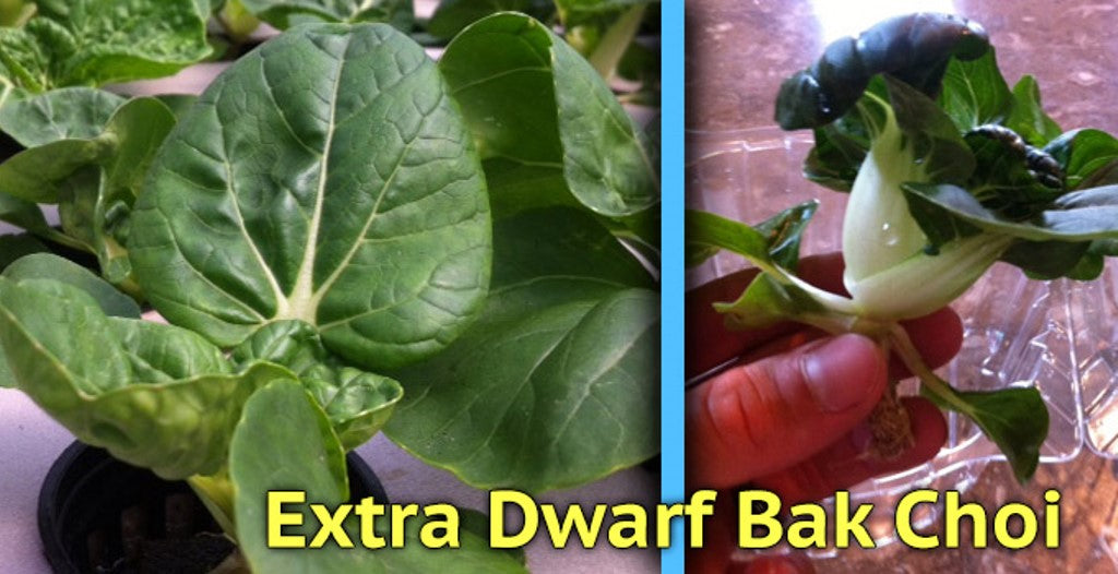 EXTRA DWARF Pak Choi Seeds ,white cabbage, ASIAN VEGETABLE - Caribbeangardenseed
