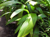Palm Grass seeds, Setaria palmifolia , Rare Perennial, ornamental Grass ! - Caribbeangardenseed