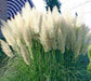Pampas Grass-Mix (Cortaderia selloana) fast growing Ornamental Grass Seeds - Caribbeangardenseed