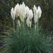 White Pampas Grass Seed (Cortaderia selloana) Tall, beautiful , fast growing - Caribbeangardenseed