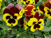 Pansy Flowers Seeds, yellow blotch, Johnny Jump Up Flower - Caribbeangardenseed