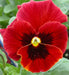 Pansy Seeds - Viola Swiss Giant RED, Viola Swiss giant is known for its large flowers and black blotches in the center ! - Caribbeangardenseed