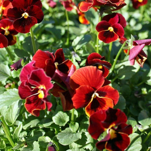 Pansy Seeds - Viola Swiss Giant RED, Viola Swiss giant is known for its large flowers and black blotches in the center ! - Caribbeangardenseed