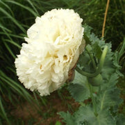Cream peony poppy Seeds - GIANT DOUBLE FLOWERS ! - Caribbeangardenseed
