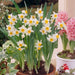 PAPERWHITE BULB , chinese sacred lily ,Great for indoor - Caribbeangardenseed