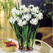 Indoor Growing Kit with Delft Ceramic Bowl, 3 Paperwhite Narcissus Bulbs - Caribbeangardenseed