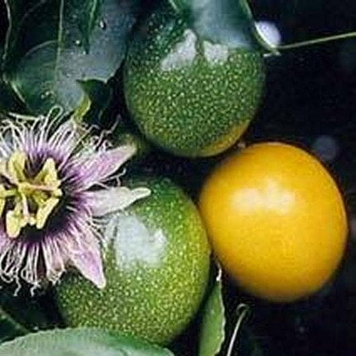 PASSIFLORA EDULIS FLAVICARPA ,Yellow Passion fruit Seeds, Jamaican Sweet cup - Caribbeangardenseed