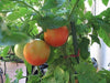 Patio (F1 Hybrid) Tomato Seeds, GARDEN VEGETABLE - Caribbeangardenseed