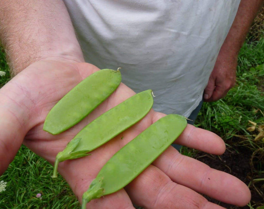 Pea Seeds ~Garden Pea Seeds - Mammoth Melting Sugar Snow Pea Vegetable Seeds Heirloom - Caribbeangardenseed