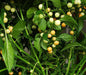 Aji Charapita PEACH, Hot Pepper Seeds ,Capsicum frutescens - Caribbeangardenseed