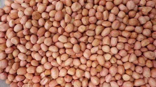 Peanut, Spanish Peanuts . Untreated Seeds ,Heirloom Organically Grown - Caribbeangardenseed