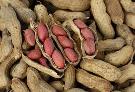 Peanut, Spanish Peanuts . Untreated Seeds ,Heirloom Organically Grown - Caribbeangardenseed