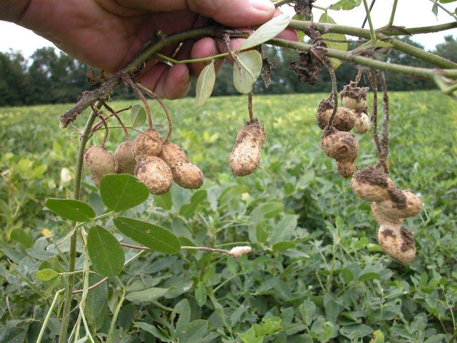 Peanut, Spanish Peanuts . Untreated Seeds ,Heirloom Organically Grown and Hand Harvest ! Bulk - Caribbeangardenseed