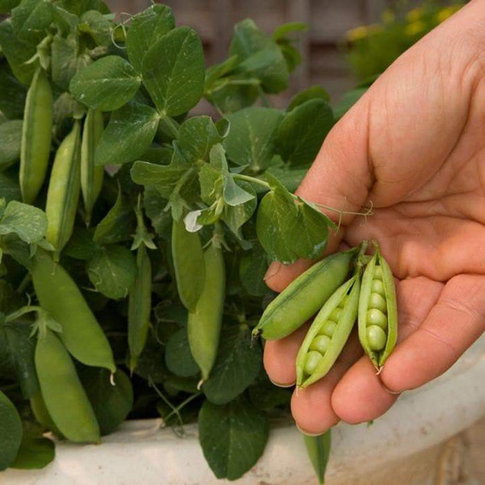 Half Pint Pea Seeds - A.k.a. Tom Thumb, Excellent Shelling Peas - Caribbeangardenseed