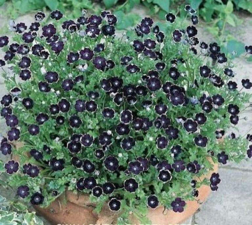 Pennie Black FLOWER SEEDS ,Nemophila Discoidalis ,Perfect for containers, - Caribbeangardenseed