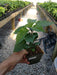 AJI AMARILLO PEPPER ( Live PLANT) Peruvian Chilli ,Capsicum baccatum - Caribbeangardenseed