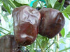 Chilhuacle Negro 'Hot Pepper Seed (Capsicum annuum)Heirloom. - Caribbeangardenseed