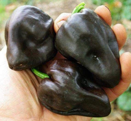 Chilhuacle Negro 'Hot Pepper Seed (Capsicum annuum)Heirloom. - Caribbeangardenseed