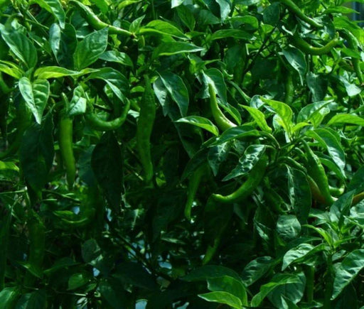 FUSHIMI Japanese Sweet PEPPER Seeds (Capsicum annuum,) Asian Vegetable - Caribbeangardenseed